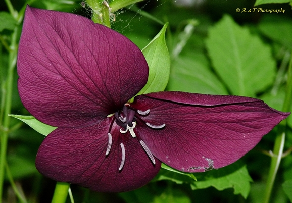 {Trillium vaseyi}